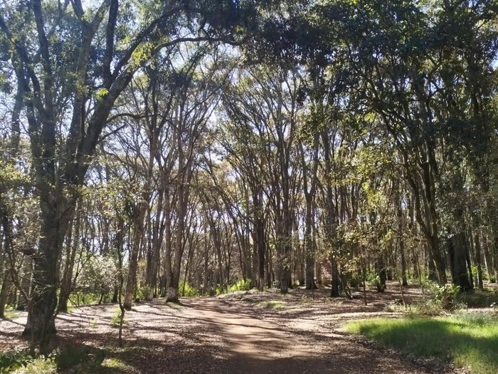 Bosque de Canalejas
